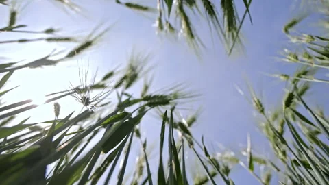 Wheat Ears Viewed From Below, Bright Sunlight and Blue Sky Backdrop Through Stock Footage 312444621
