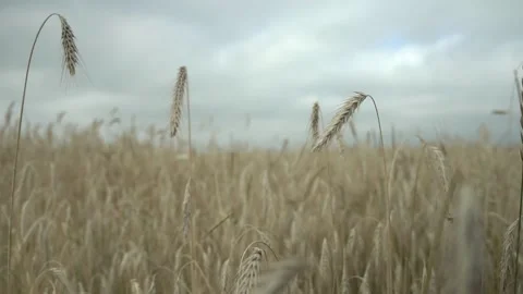 Wheat ears waved by wind on field against sky with clouds Stock Footage 139443661