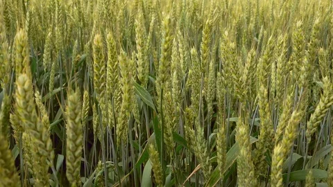 Wheat ears waving closeup, 4K ultra hd video footage Stock Footage 84595607