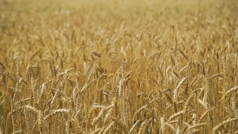 Wheat Ears Waving on the Wind in Autumn Day Vídeo Stock 114697285