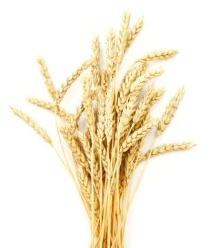 Wheat ears on white background, isolated. The view from top Stock Photos