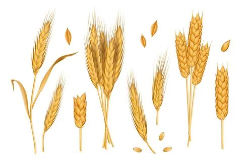 Wheat ears. Whole spike 3d grains. Gold autumn straw, spikelet, rye stem and Stock Illustration