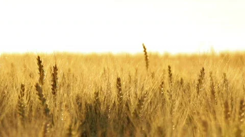 Wheat ears in wind close Stock Footage 791591