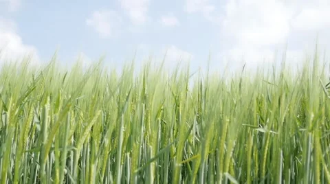 Wheat ears young green plants on the wind natural background slow motion Stock Footage 67622656