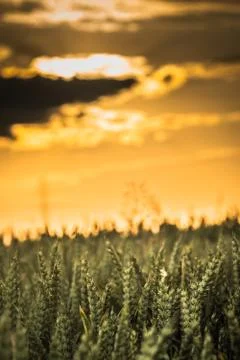 Wheat in the evening Stock Photos