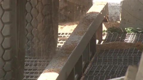 Wheat falling from a tractor into the a silo Stock-Footage 56517392