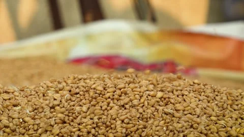 Wheat Falling on Wheat Heap  Closeup Footage Stock Footage 318155497