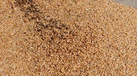 Wheat falls, the good harvest Stock Footage 25596566