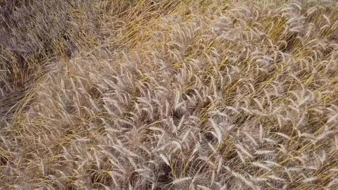 Wheat farm close up Video stock 90679392
