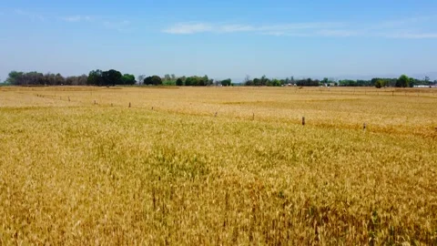 Wheat farm in indian Video stock 246925067