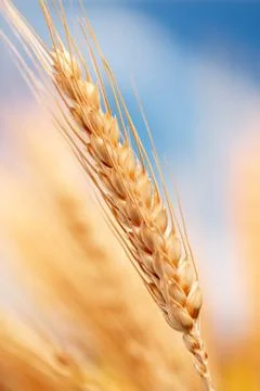 Wheat in the farm Stock Photos