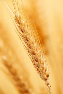 Wheat in the farm Stock Photos