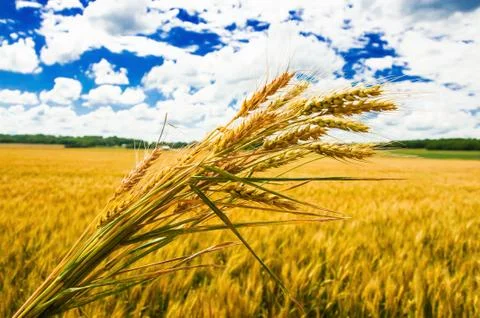 A wheat farm Stock Photos