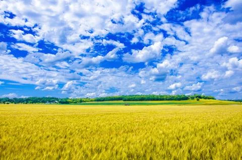 A wheat farm Stock Photos