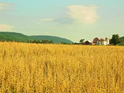 Wheat farm Stock Photos