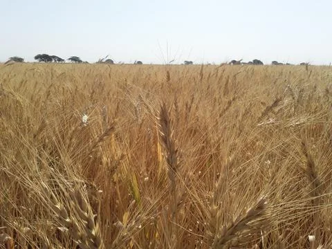 Wheat farm Stock Photos