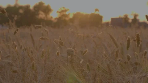 Wheat farm shot sunset time in india Stock Footage 243356817