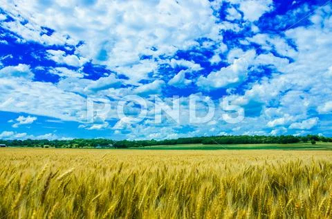 A wheat farm in sunny day in Kansas Stock Photos