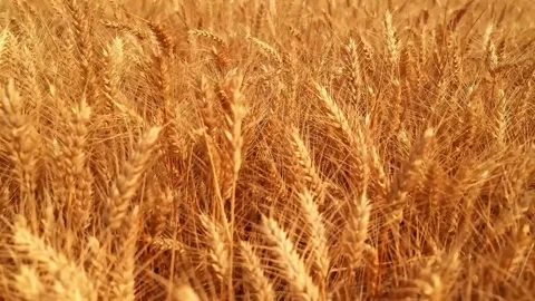 Wheat farming field Stock-Footage 273698307