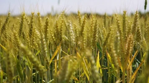 Wheat farming field Video stock 274415012