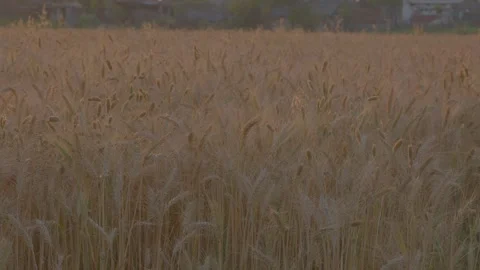 Wheat farming in india Stock Footage 243356984