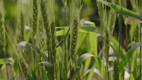 Wheat farmland with shining elements as bokeh in the backdrop Stock Footage 281284604