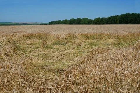 Wheat fell on the field Stock Photos