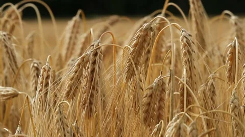 Wheat fied Stock Footage 7479355