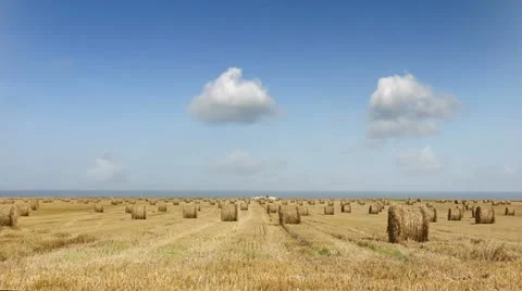 Wheat field 01 Stock Footage 12041242