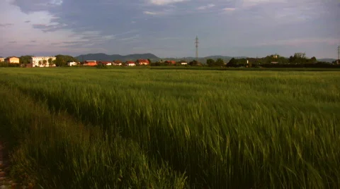 Wheat field 02 Stock Footage 716204