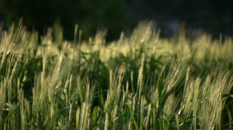 Wheat field 03 Stock Footage 716460