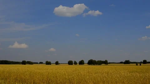 Wheat field 1 Vídeos de archivo 8600492