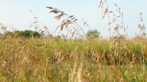 Wheat Field 1 Stock Footage 11434807