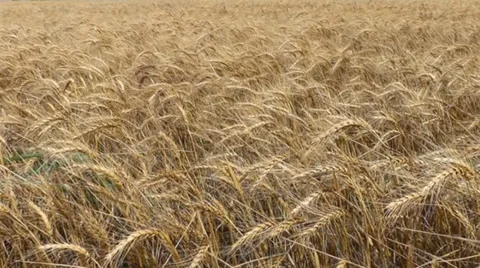 WHEAT FIELD 1 Stock Footage 32779396