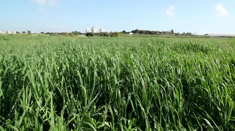 Wheat Field 1 Stockbeeldmateriaal 44737227