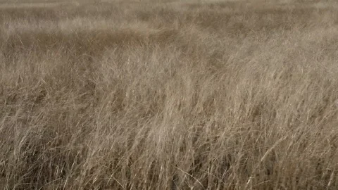 Wheat Field 1080p Stock Footage