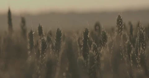 Wheat field 2 broll Video stock 277450960