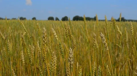Wheat field 2 Video stock 8600494