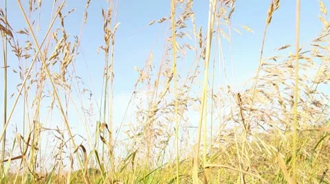 Wheat Field 2 Stock Footage 11434816