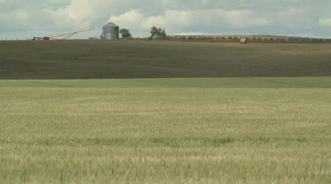 Wheat Field 2 Stock Footage 30314095