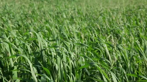 Wheat Field 2 Stockbeeldmateriaal 44740618