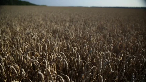Wheat field 2 Stock Footage 74306805