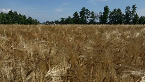 Wheat field 2 스톡 동영상 111536247