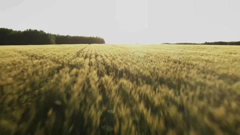 Wheat Field - 2 Video stock 171717997