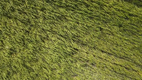 Wheat Field 2022 crops drone hunger war Stockbeeldmateriaal 195084517