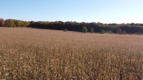 Wheat Field 2.7k 30fps Stock Footage