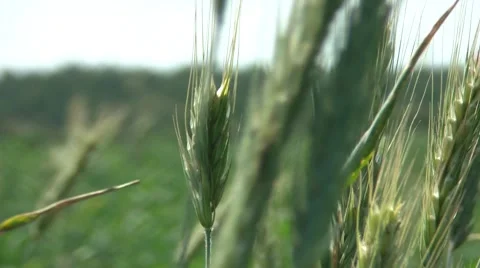 Wheat In The Field 3 Stock Footage 7768932