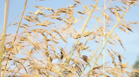 Wheat Field 3 Stock Footage 11434819