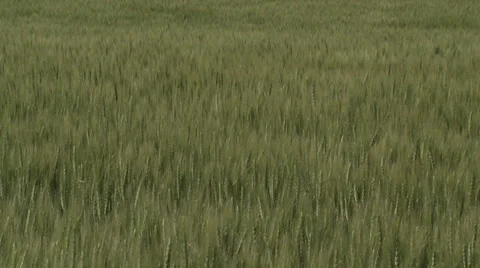 Wheat Field 3 Stock Footage 30314274