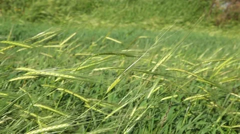 Wheat Field 3 Stockbeeldmateriaal 44744383